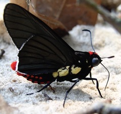 Mysarbia sejanus