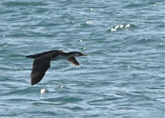 Phalacrocorax capillatus