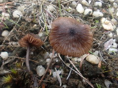 Entoloma purpureofuscum