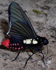 Mysarbia sejanus