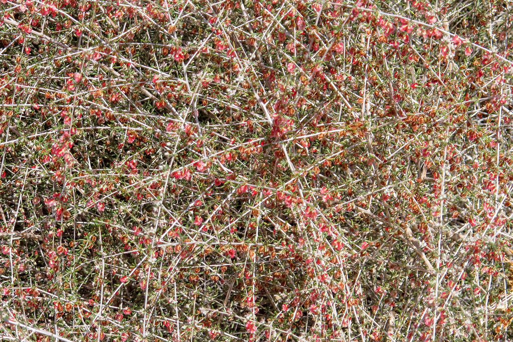 Pteropyrum aucheri
