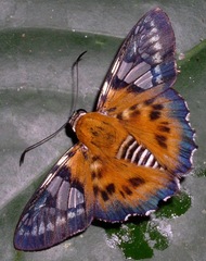 Myscelus assaricus