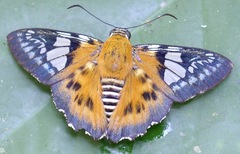 Myscelus assaricus