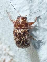 Pachybrachis turbidus