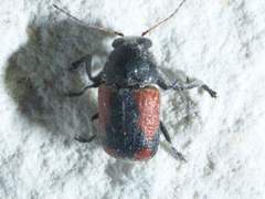 Pachybrachis cruentus