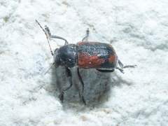 Pachybrachis cruentus