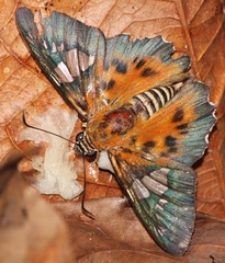 Myscelus assaricus