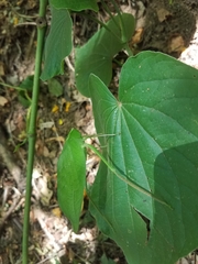 Stilpnochlora quadrata