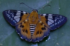 Myscelus assaricus