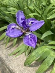 Iris tectorum