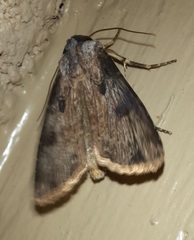 Agrotis malefida