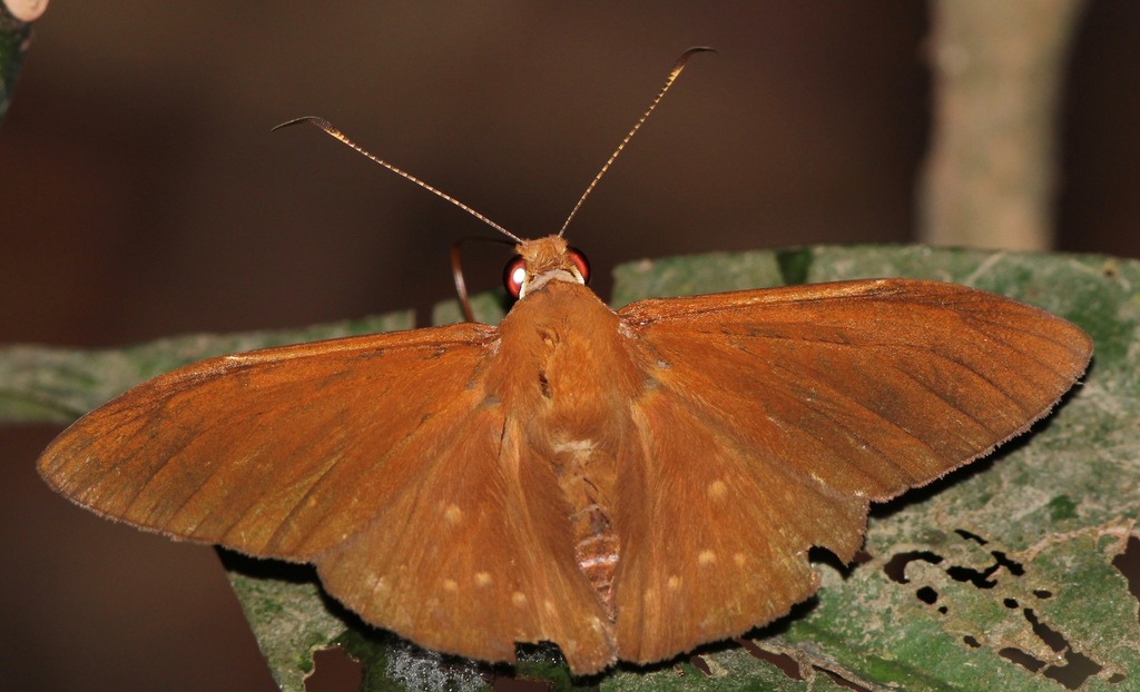 Nicephellus