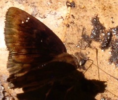 Nisoniades brunneata