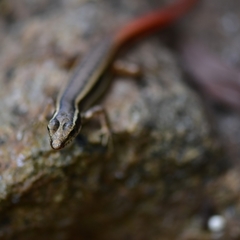 Sphenomorphus dussumieri