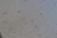 Entoloma purpureofuscum