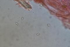 Entoloma purpureofuscum