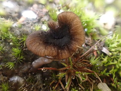 Entoloma purpureofuscum