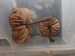 Entoloma purpureofuscum