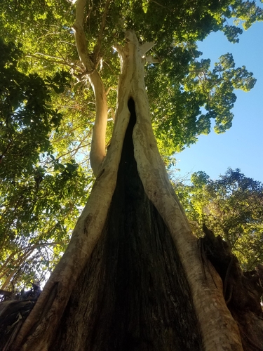 Image of Terminalia oblonga by no rights reserved