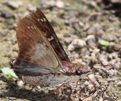Conognathus platon