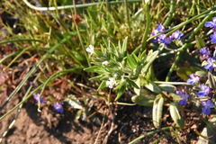 Microsteris gracilis