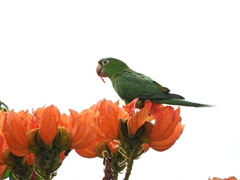 Psittacara leucophthalmus