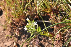 Microsteris gracilis