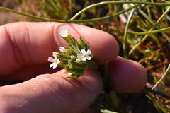 Microsteris gracilis