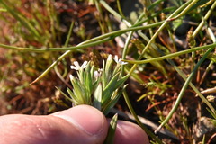 Microsteris gracilis