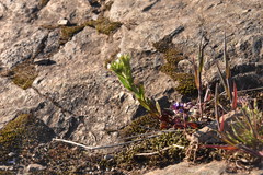 Microsteris gracilis