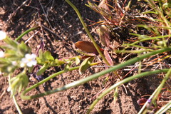 Microsteris gracilis