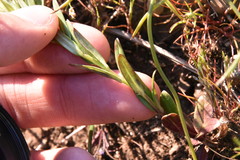 Microsteris gracilis