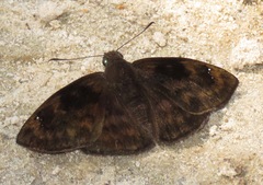 Nisoniades