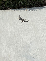 Sceloporus occidentalis