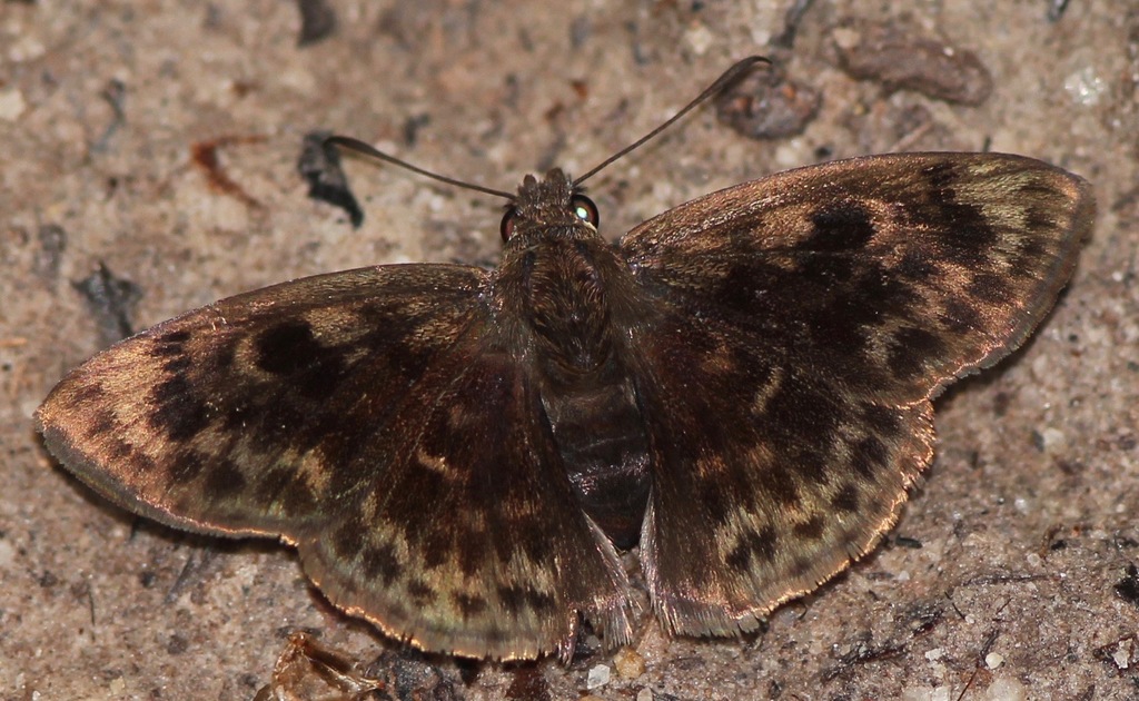 Pachyneuria duidae