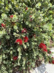 Melaleuca