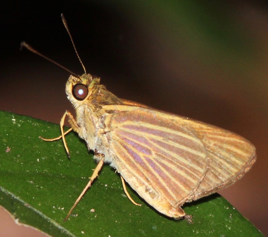 Parphorus