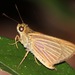 Mariposas Telaraña - Photo (c) Rich Hoyer, algunos derechos reservados (CC BY-NC-SA), subido por Rich Hoyer