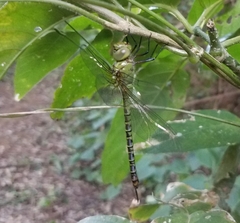 Coryphaeschna viriditas