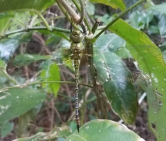 Coryphaeschna viriditas