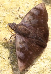 Pellicia