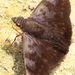 Pellicia costimacula - Photo (c) Rich Hoyer, some rights reserved (CC BY-NC-SA), uploaded by Rich Hoyer