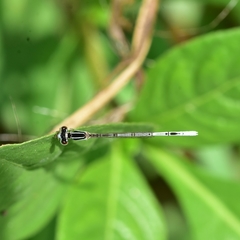 Agriocnemis pieris