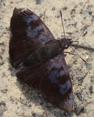 Pellicia