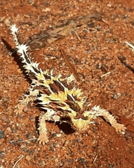 Moloch horridus