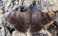 Pellicia