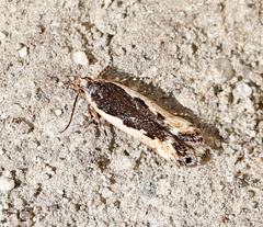 Cosmardia moritzella