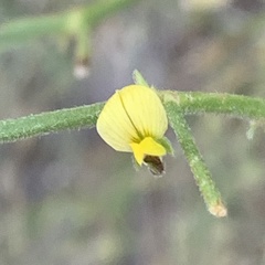Crotalaria steudneri