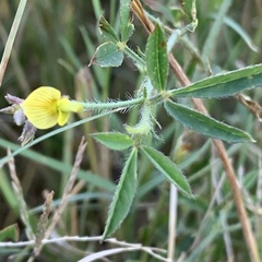 Crotalaria steudneri