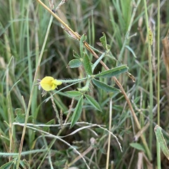 Crotalaria steudneri